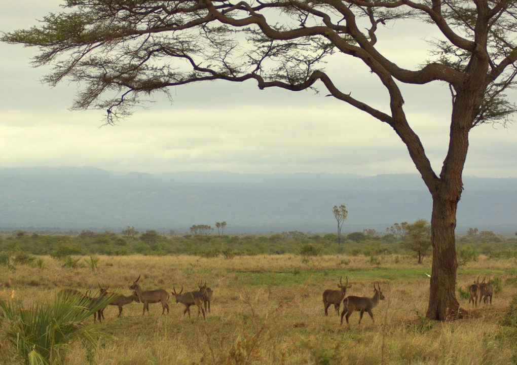 Meru National Park