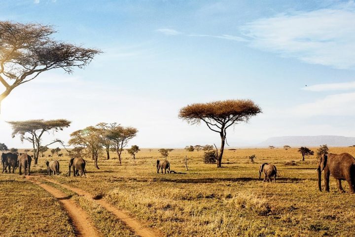Serengeti national park and kenya