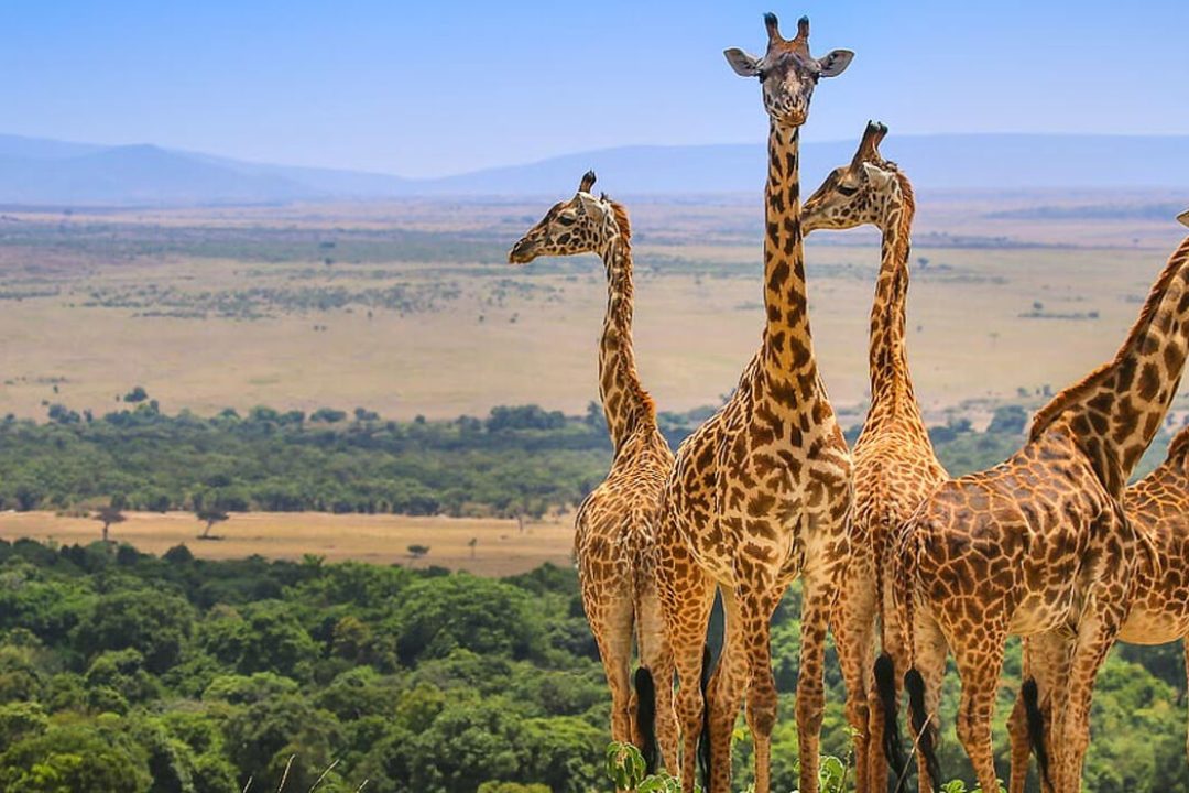 The Maasai Mara Game Reserves