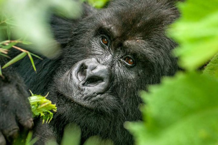 uganda gorilla safari